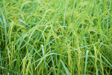 Rice field in the morning in Thailand