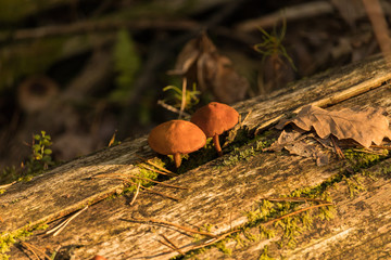 Mushrooms on the tree - Kampinos National Park (Kampinoski Park Narodowy), Mazovia, Poland.