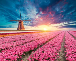 Fotobehang Fluor Roze Landscape with tulips, traditional dutch windmills and houses near the canal in Zaanse Schans, Netherlands, Europe.  © kishivan