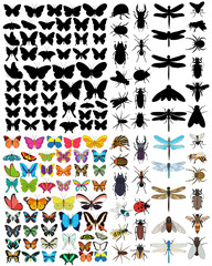 vector isolated, big set of insects and butterflies