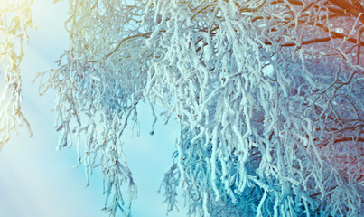 Birch trees with hoarfrost on the branches