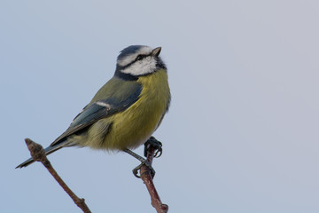 Bue tit on a branching Sweden