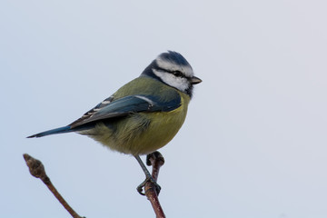 Obraz premium Bue tit on a branching Sweden
