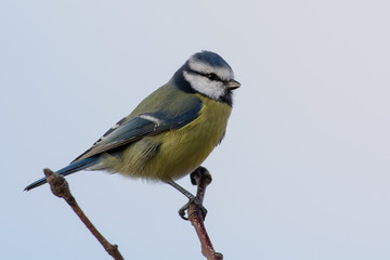 Bue tit on a branching Sweden