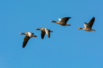 Grey goose in the sky