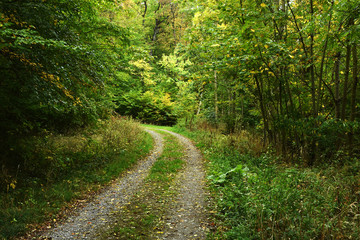 Fototapeta na wymiar Herbstwald, Waldweg im Herbst