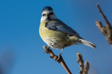 Bue tit on a branching Sweden