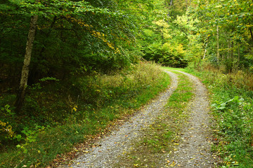 Fototapeta na wymiar Herbstwald, Waldweg im Herbst