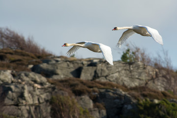 Swan i the sky