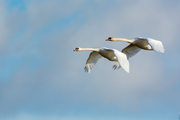 Swan i the sky