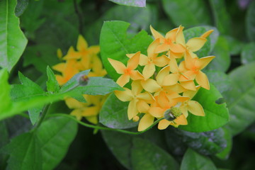 Thai Flower : Spike flower which is meant smart or intelligence brain. Normally the children will give to their teacher.
