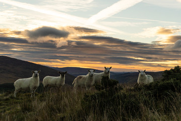 Sheep at Sunrise