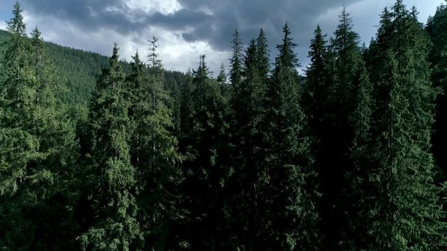 Mountain aerial scenery with dramatic clouds and tall spruce trees Vertical pan aerial footage opening shot of coniferous forest