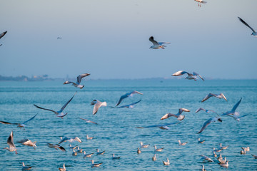 Scenic Sunset View with Silhouette Selective Focus on a Gull with blurry flock of gulls