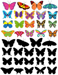 set of beautiful multicolored butterflies and silhouette