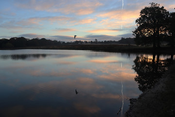 Sunrise on the pond in Richmond Park