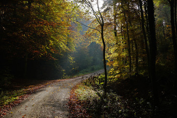 Herbstwald, Lichtstimmung, Gegenlicht