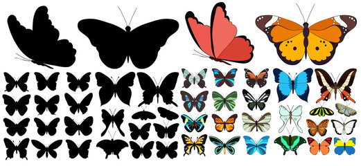  isolated, set of beautiful multicolored butterflies and silhouette