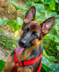 German Shepherd Pup