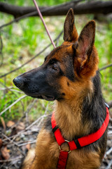 German Shepherd Pup