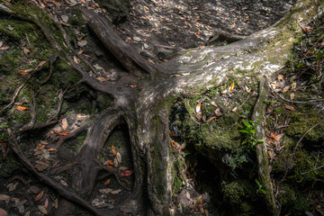 Strong roots of a tree