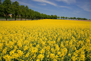 Obraz premium Rapsfeld mit Baumallee im Frühling, Bayern, Deutschland