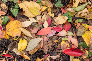 Autumn leaves on the ground