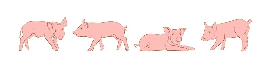 cartoon pigs on an isolated white background