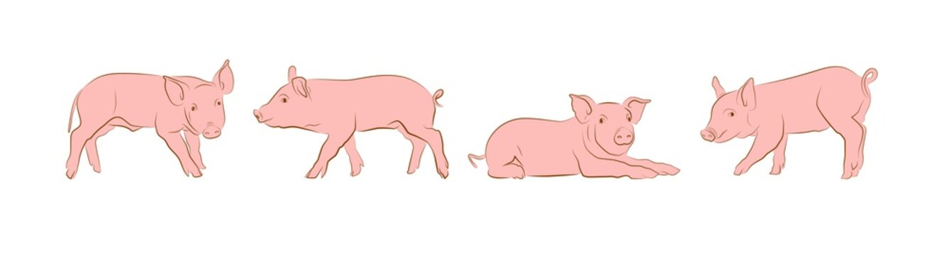 cartoon pigs on an isolated white background