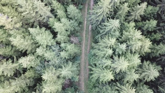 Aerial view of a road in the middle of the forest, zooming out