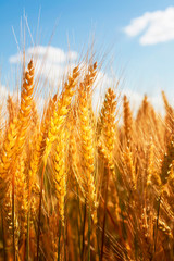Fototapeta premium natural background with ripe Golden ears and wheat grains matured on a yielding agricultural field on a Sunny day and stretch to the blue sky