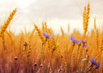 Fototapeta premium beautiful nature background with blue cornflowers wild flowers growing on a field with ripe Golden ears of corn, and the grains of wheat on a Sunny day