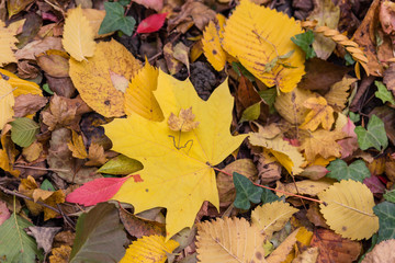 Autumn leaves on the ground background with maple leaf in center 