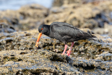 Black bird on the rocks eating mussels