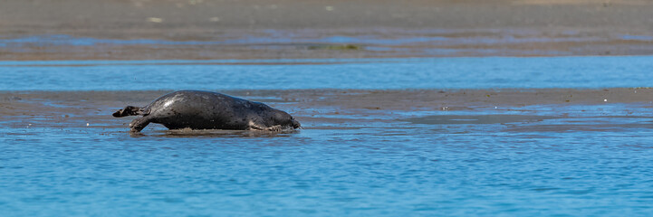 Harbor seal in California, crawling on the sand, portrait 
