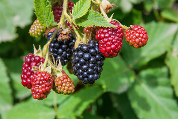 Close up view of a bunch of blackberry. Ripening of the blackberries on the blackberry bush in forest..