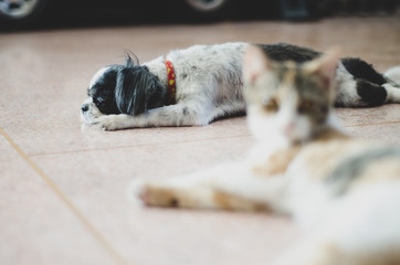 Pet are sleeping.Dog are lying on the floor in the morning.cute dog.Black-and-feathered pets.