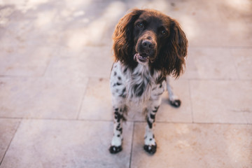 Gorgeous English Springer Spaniel playing with ball
