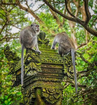 Two Balinese Long-Tailed Monkeys in in the Scared Monkey Forest Sanctuary, Ubud, Bali, Indonesia