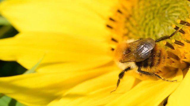 Bee foraging on a sunflower