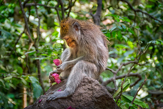 A Balinese Long-tailed Monkey sitting in a tree eating in the Scared Monkey Forest Sanctuary, Ubud, Bali, Indonesia