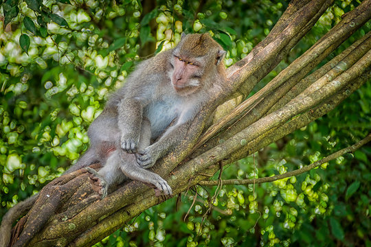 A Balinese Long-tailed Monkey sitting in a tree in the Scared Monkey Forest Sanctuary, Ubud, Bali, Indonesia