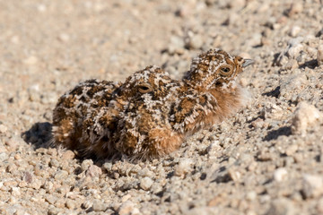 Sandgrouse chicks on the ground