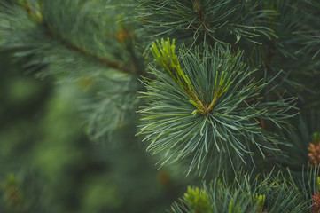 A branch of blue spruce close-up 1511. © alenazamotaeva
