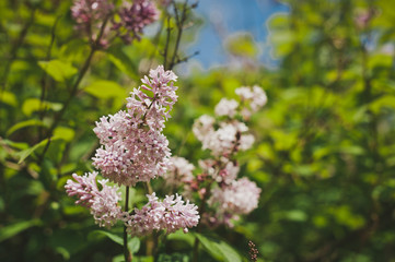 Obraz premium Bush blooming lilac Zvegintseva 1525