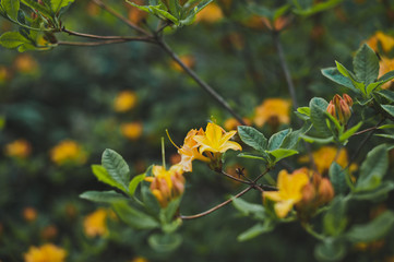Fototapeta premium A rare plant rhododendron yellow 1531.