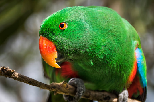 Male Eclectus parrot (Eclectus Roratus), Indonesia