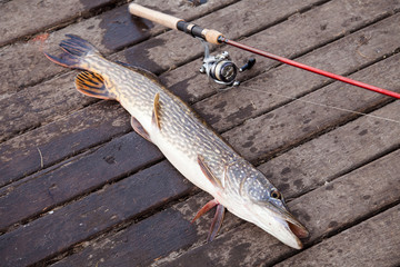 Trophy fishing. Big freshwater pike and fishing equipment lies on wooden background..