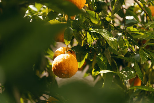 Zitronen im Limonaia del Cast&egrave;l