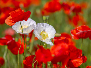 Obraz premium Poppy flowers meadow. Closeup of two white poppy flowers.